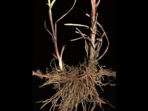 scirpe noeuds rouges (Scirpus microcarpus)_1