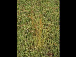 Jonc brévicaudé (Juncus tweetyi)_2