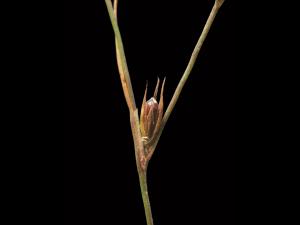 Jonc des crapauds (Juncus bufonius)_2