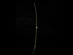 Jonc filiforme (Juncus filiformis)_3