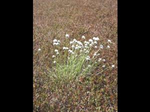 Linaigrette dense (Eriophorum vaginatum subsp. spissum)_1