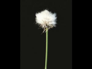 Linaigrette dense (Eriophorum vaginatum subsp. spissum)_3