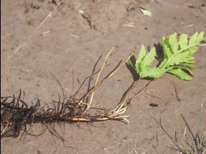 Onoclée sensible (Onoclea sensibilis)_1