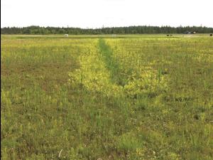 Onoclée sensible (Onoclea sensibilis)_3