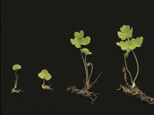 Onoclée sensible (Onoclea sensibilis)_9