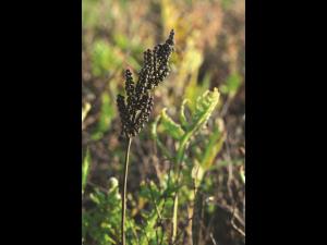 Onoclée sensible (Onoclea sensibilis)_10