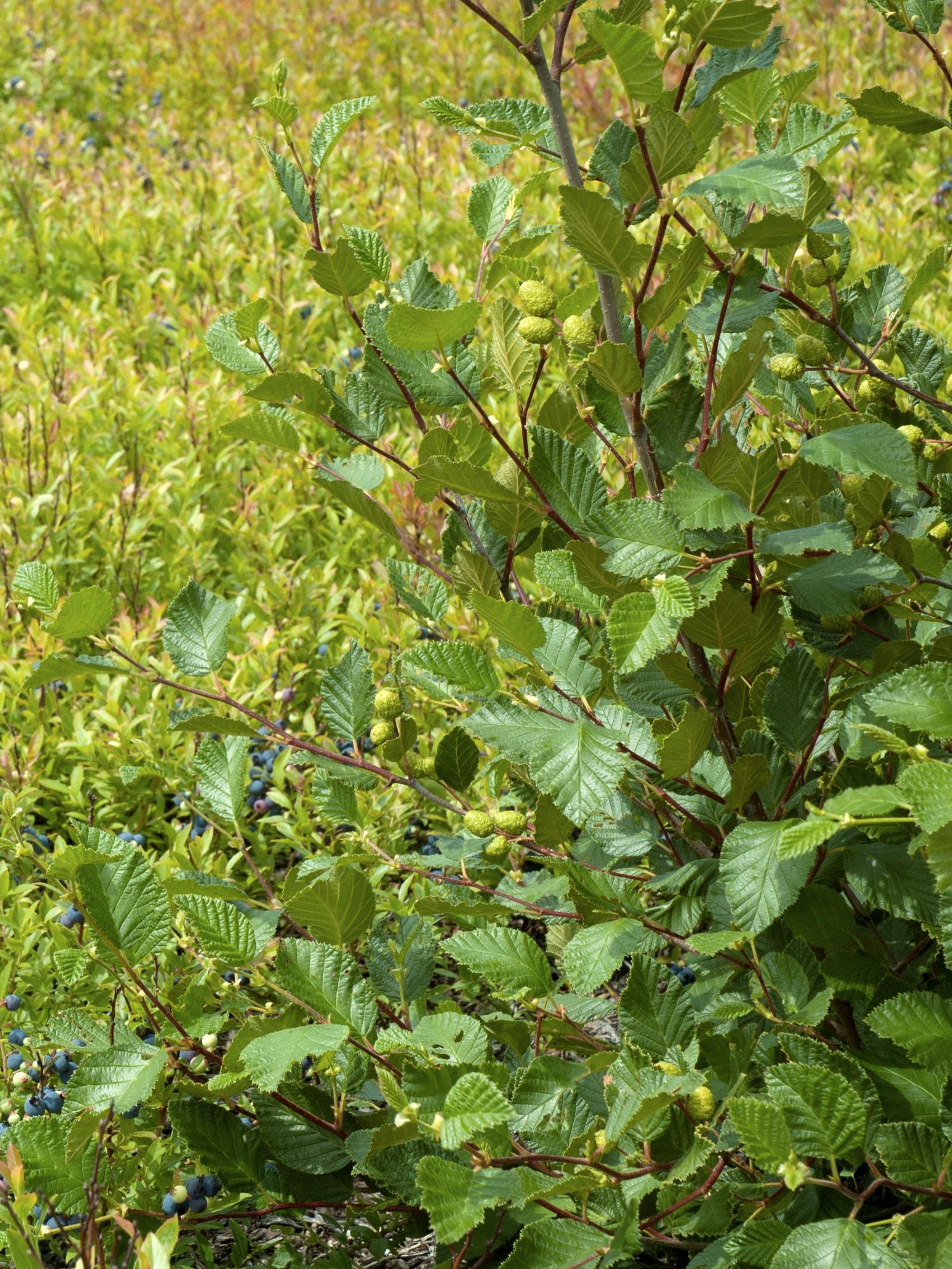 Aulne crispé(Alnus alnobetula)_1