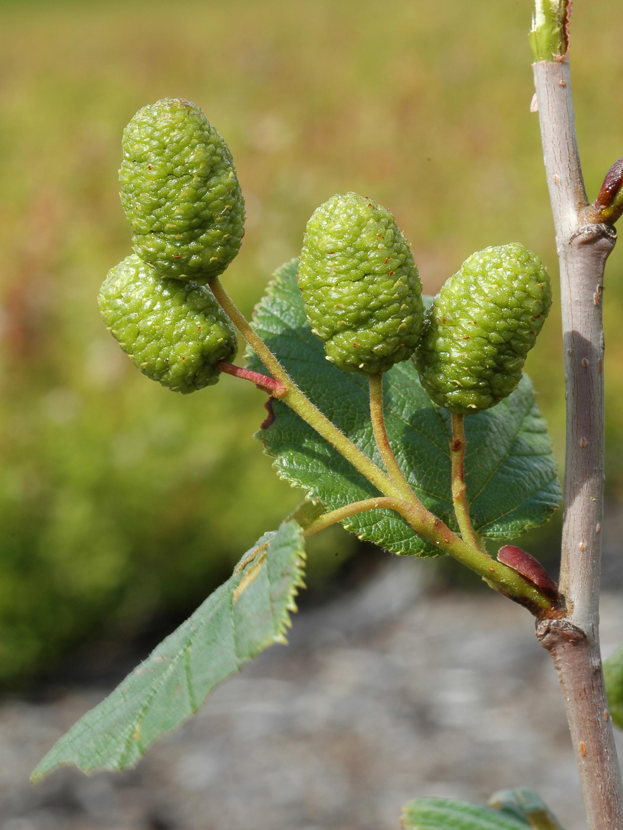 Aulne crispé(Alnus alnobetula)_3