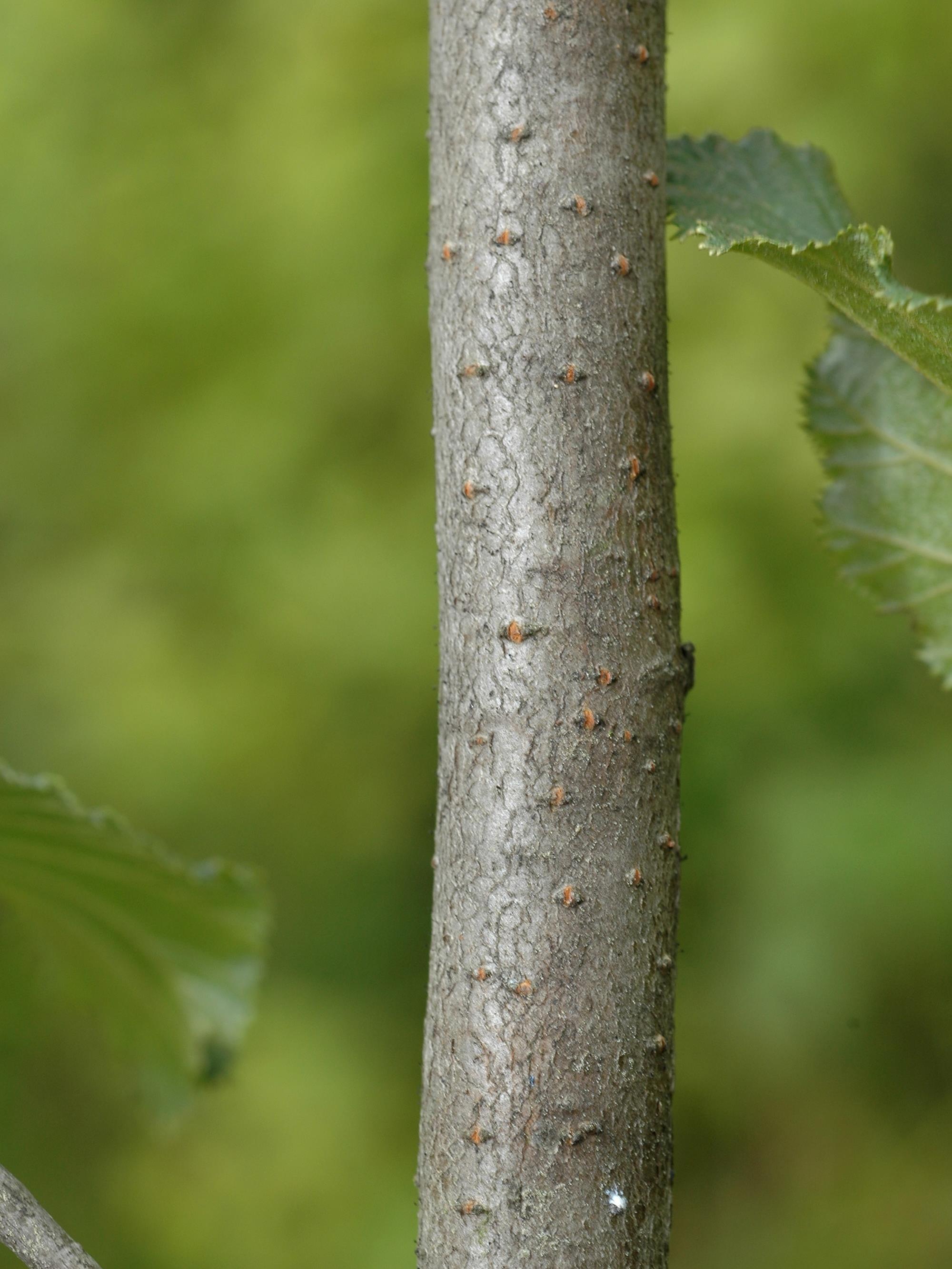 Aulne crispé(Alnus alnobetula)_5