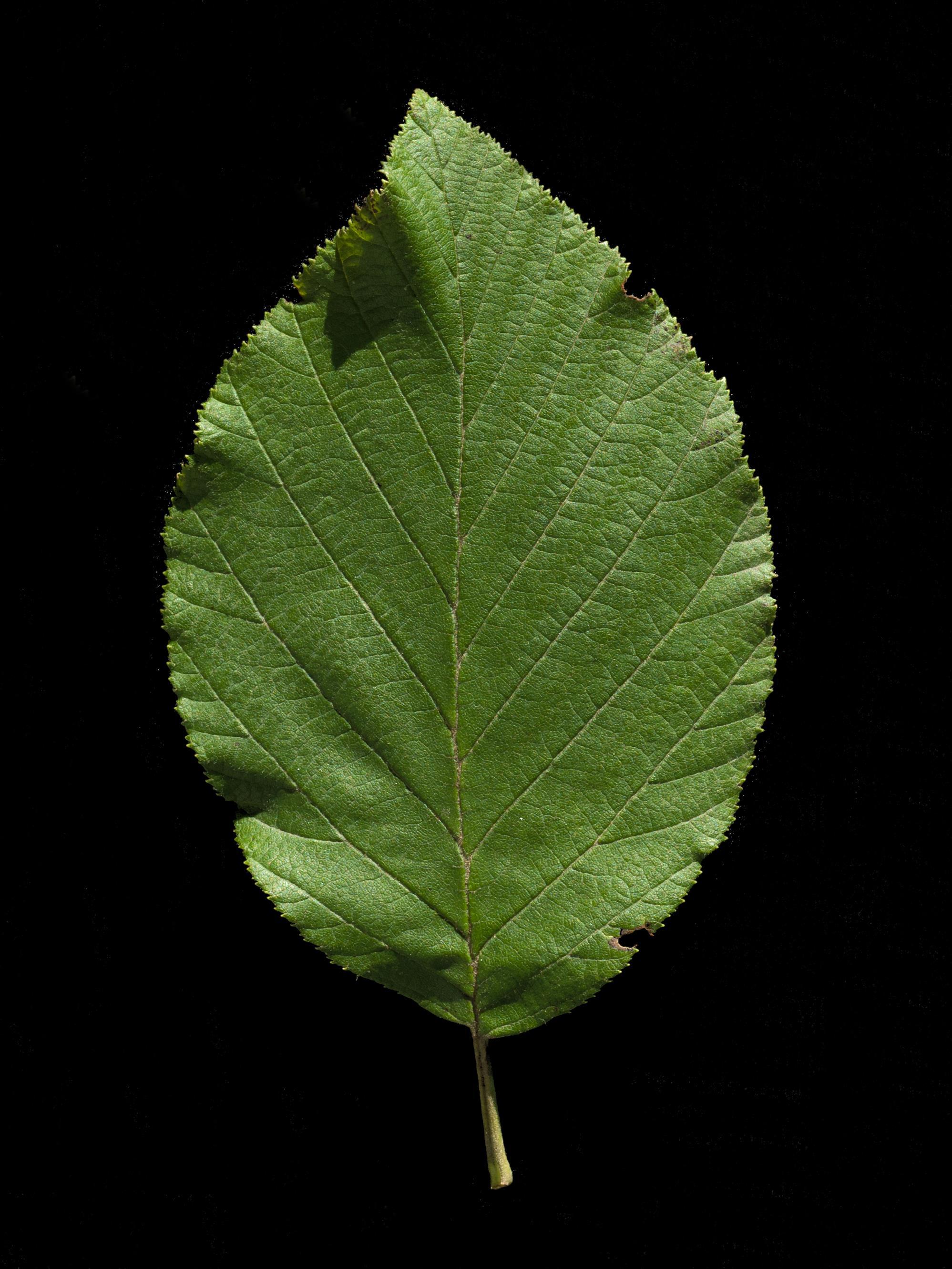 Aulne crispé(Alnus alnobetula)_6