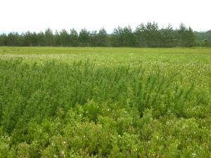 Comptonie voyageuse(Comptonia peregrina)_3