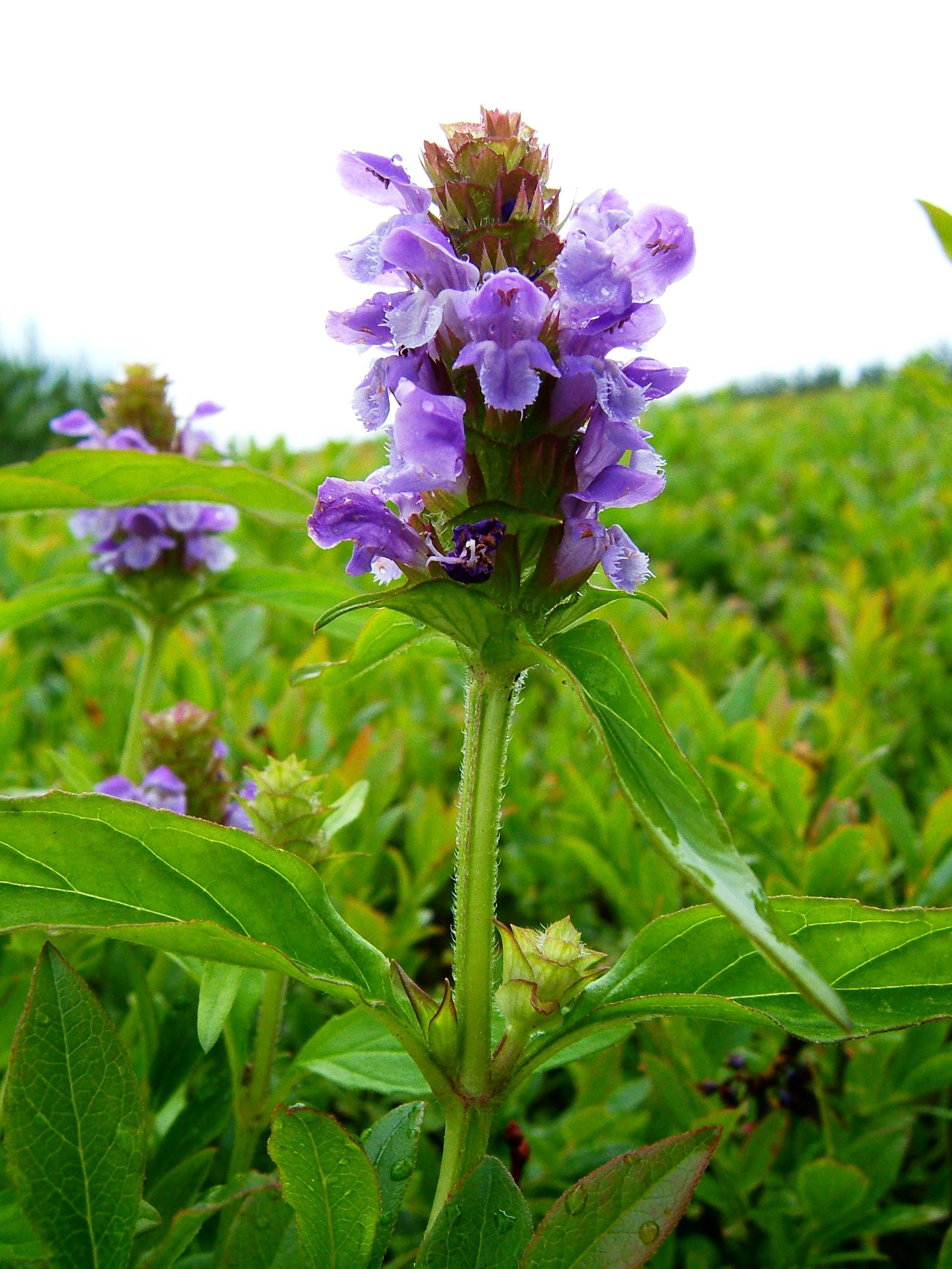 Brunelle vulgaire(Prunella vulgaris)_5