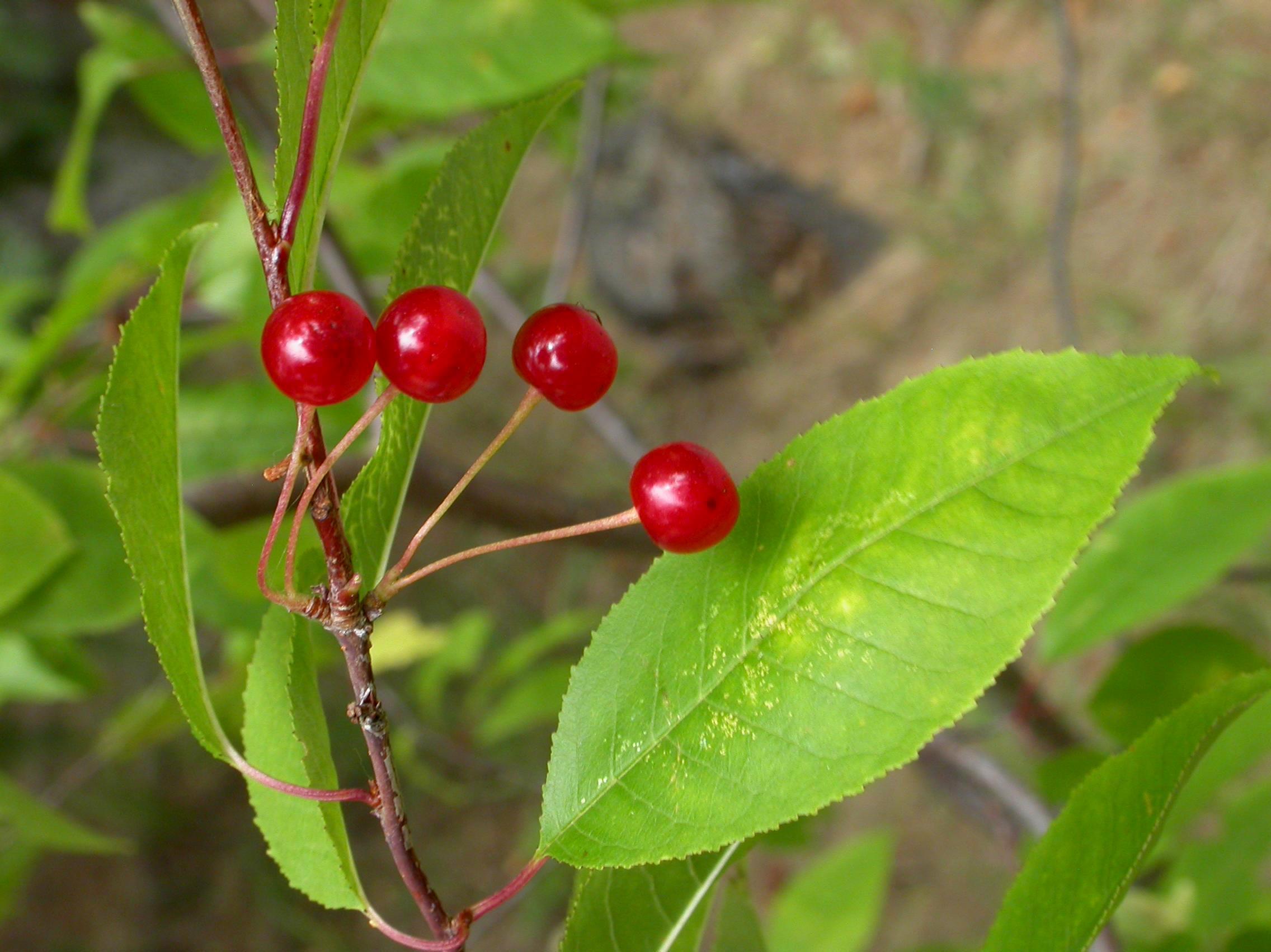 Cerisier Pennsylvanie(Prunus pensylvanica)_3