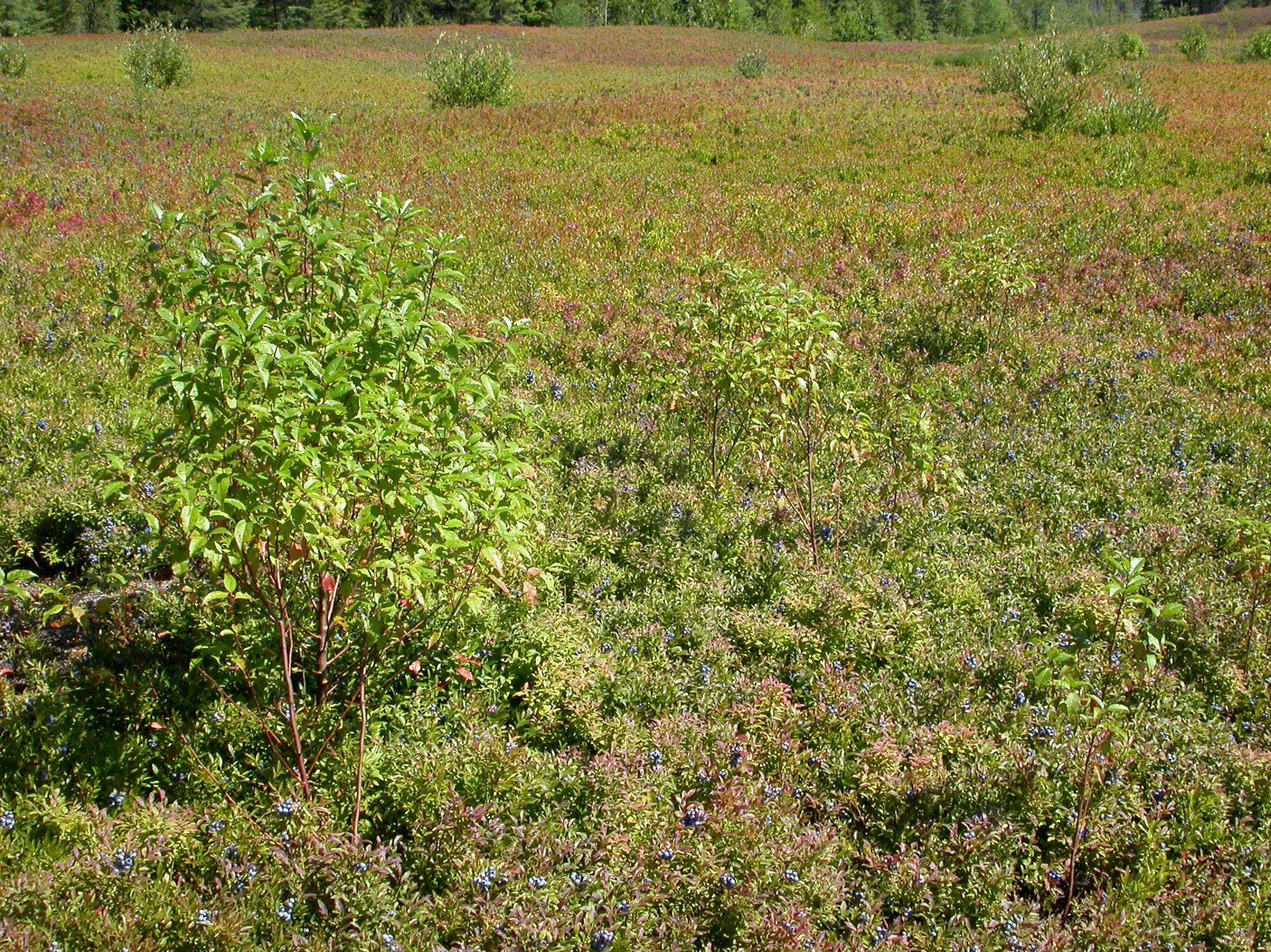 Cerisier Pennsylvanie(Prunus pensylvanica)_7