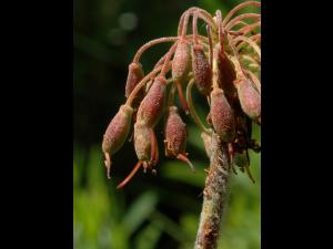 Thé du Labrador(Rhododendron groenlandicum)_7