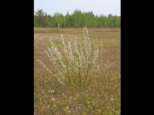 Saule humble (Salix humilis)_3