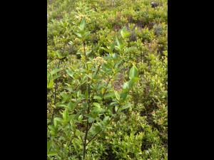 Viorne cassinoïde(Viburnum cassinoides)_1