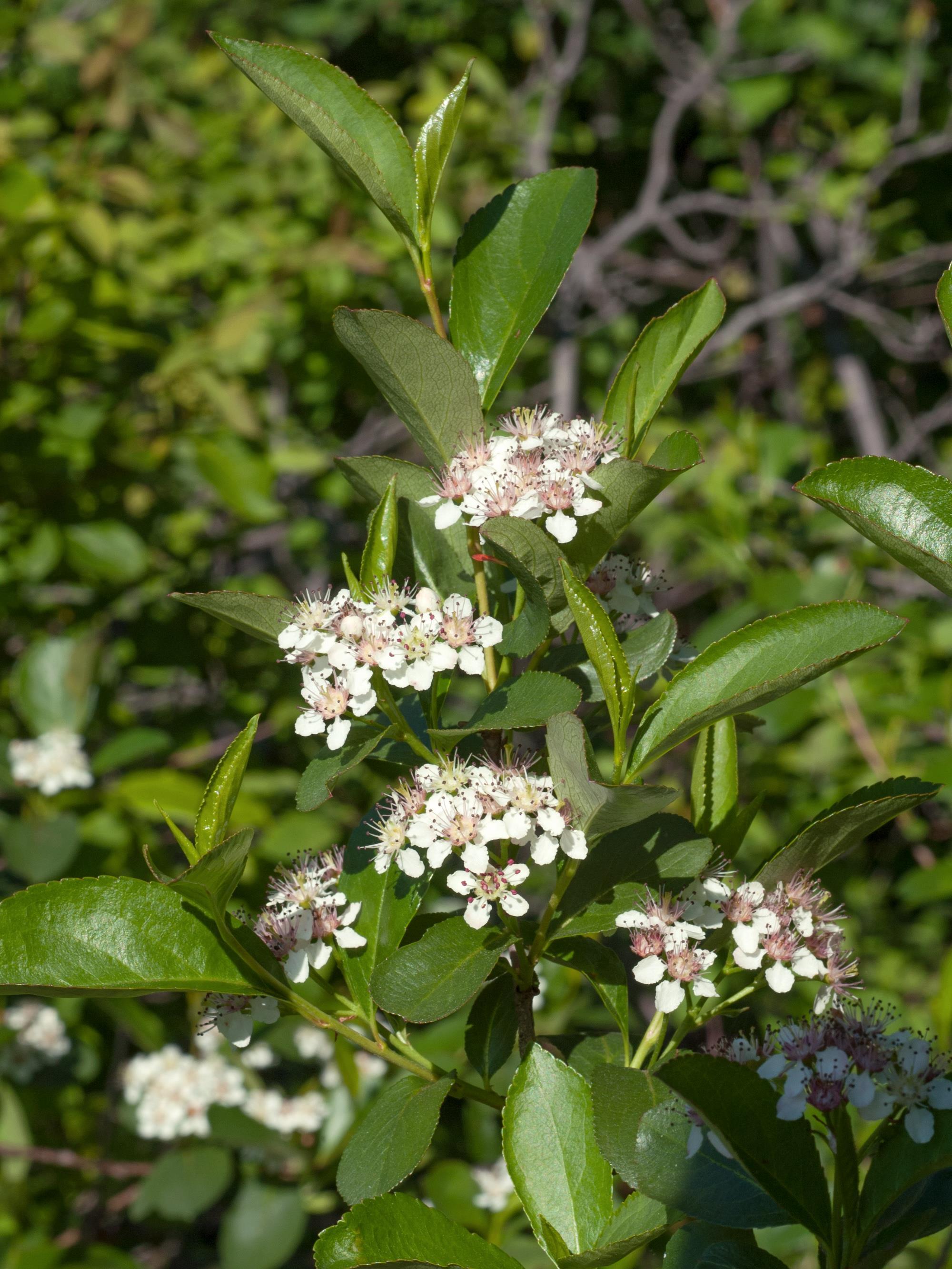 Aronie fruits noirs(Aronia melanocarpa)_2