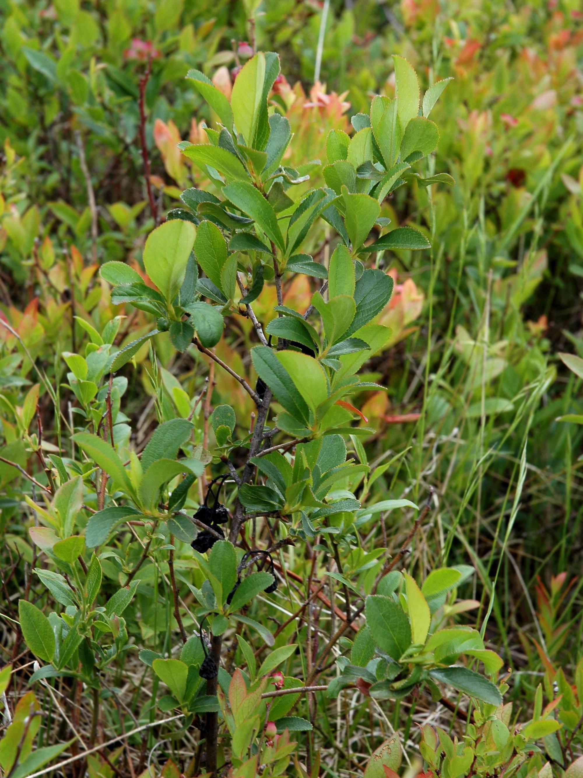 Aronie fruits noirs(Aronia melanocarpa)_4