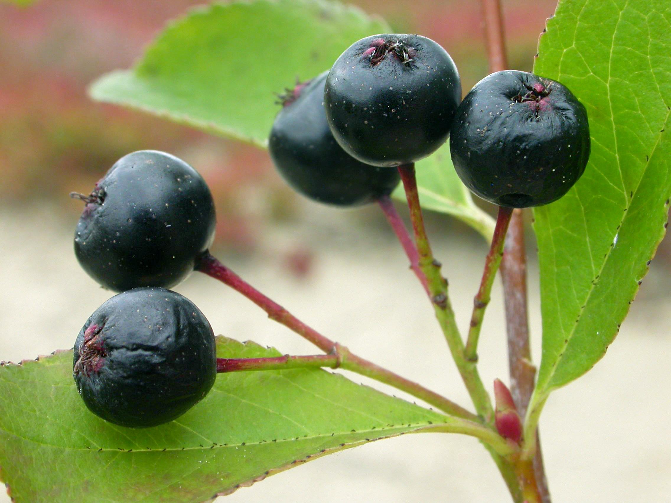 Aronie fruits noirs(Aronia melanocarpa)_5