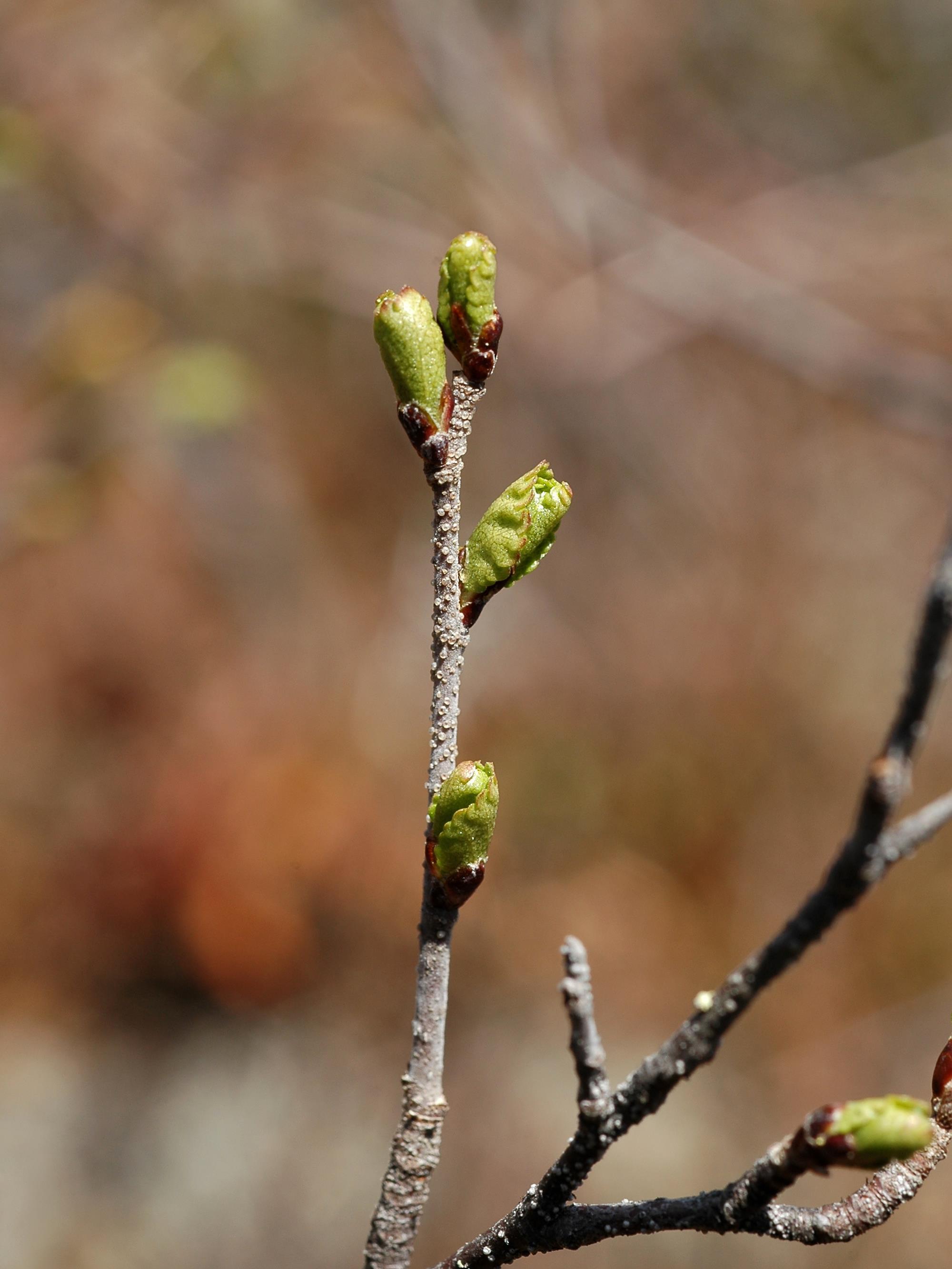 Bouleau glanduleux(Betula glandulosa)_1