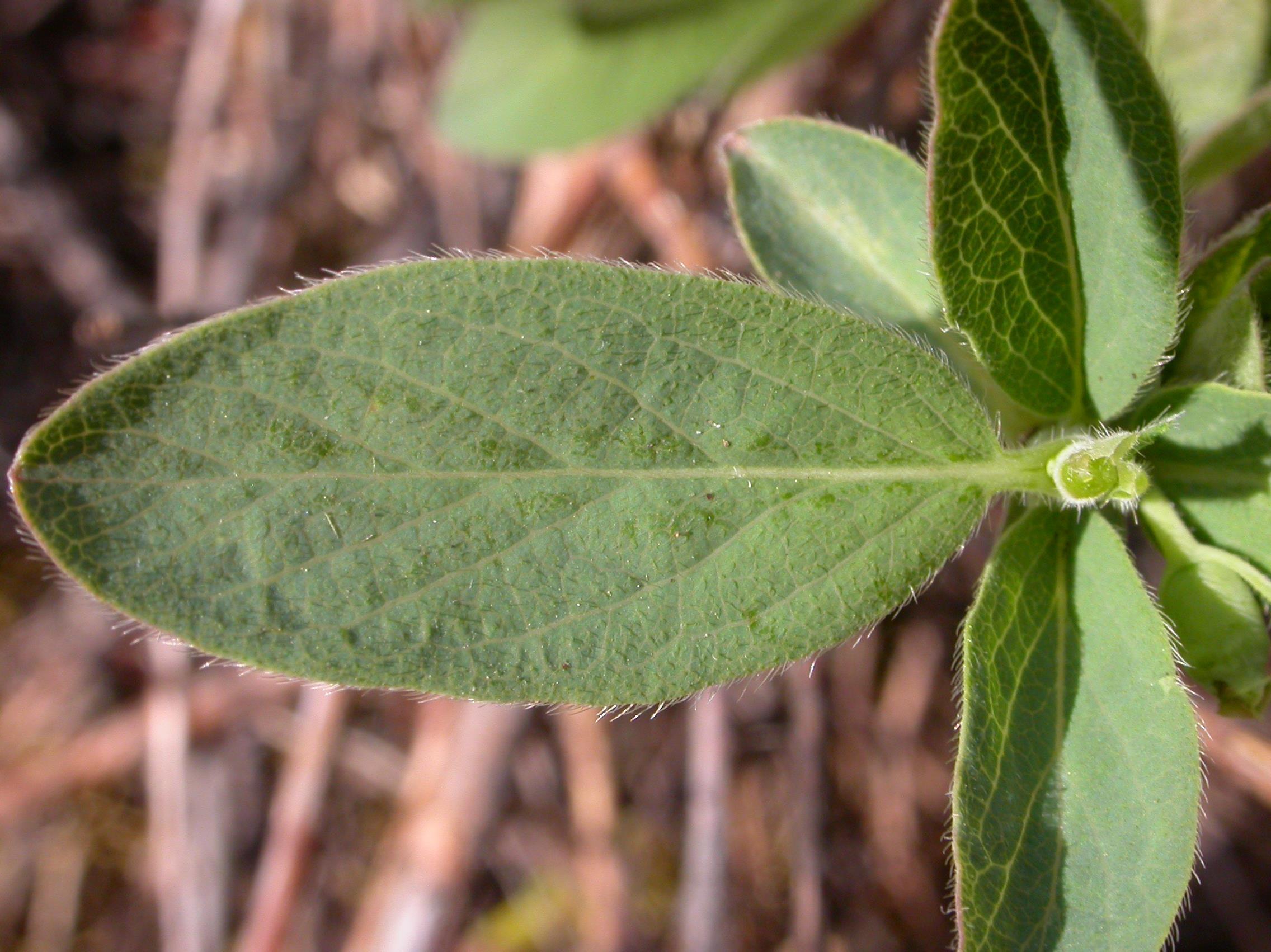 Chèvrefeuille velu(Lonicera villosa)_2