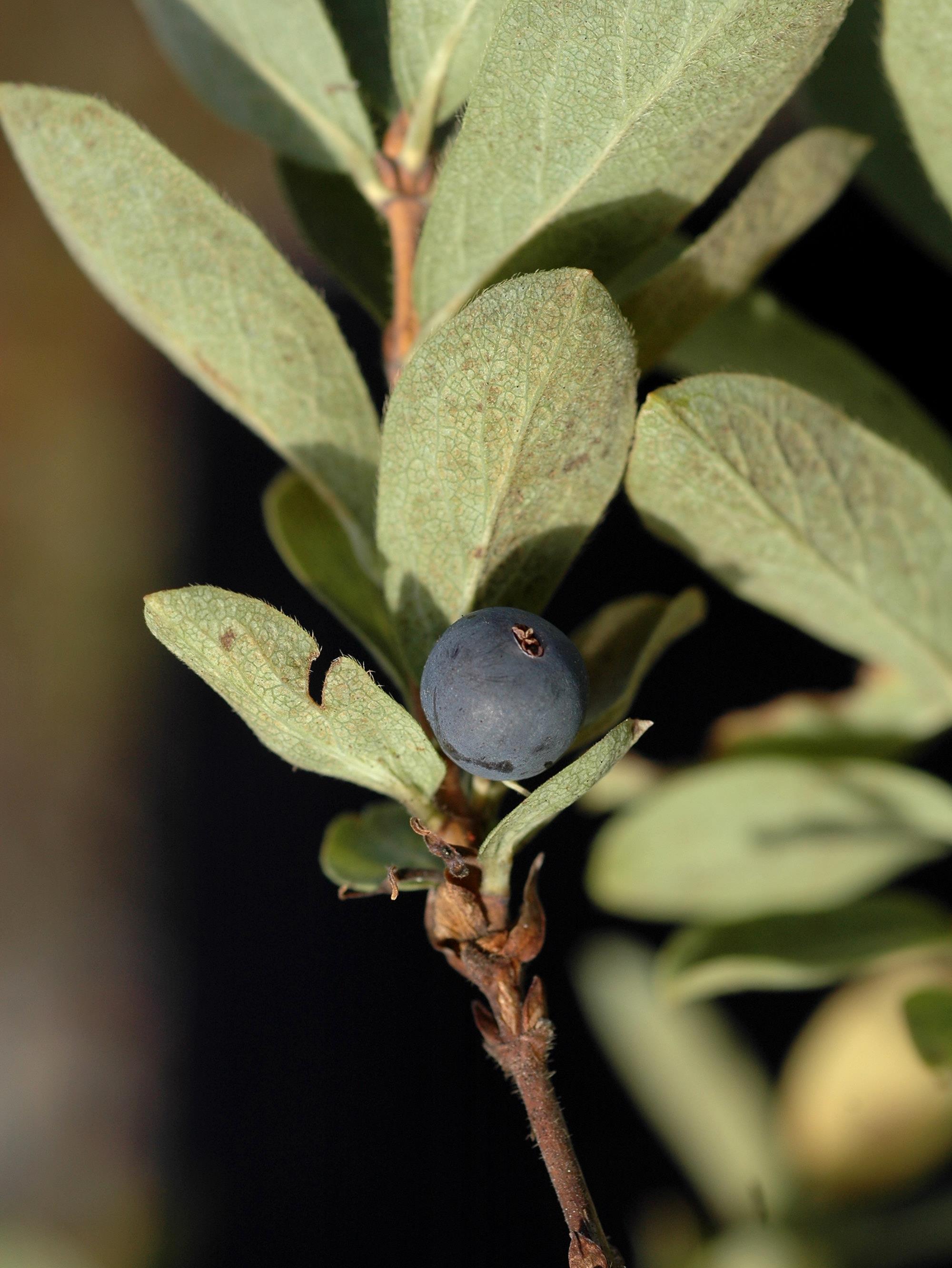 Chèvrefeuille velu(Lonicera villosa)_3