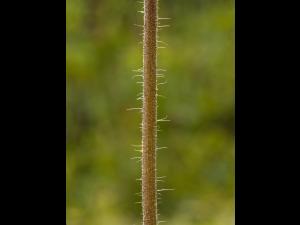 Épervière prés(Pilosella caespitosa)_3