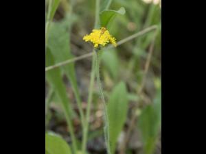 Épervière prés(Pilosella caespitosa)_5