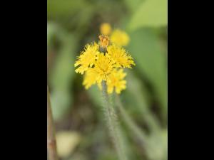 Épervière prés(Pilosella caespitosa)_8