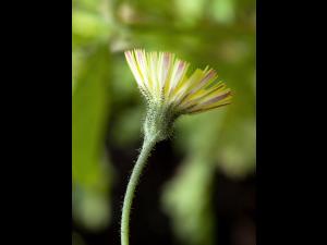 Épervière piloselle(Pilosella officinarum)_2