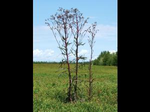 Laitue Canada (Lactuca canadensis)_1