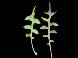 Laitue Canada (Lactuca canadensis)_3
