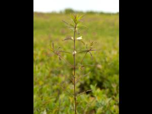 Mélampyre linéaire (Melampyrum lineare)_1