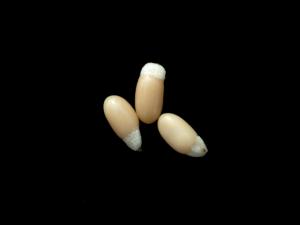 Mélampyre linéaire (Melampyrum lineare)_4