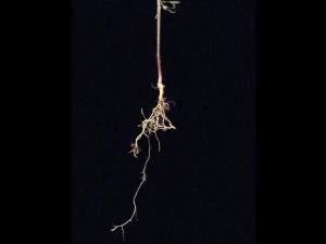 Mélampyre linéaire (Melampyrum lineare)_7