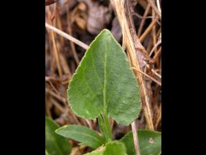 Violette éperon crochu(Viola adunca)_2