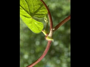Renouée noeuds ciliés (Fallopia cilinodis)_3