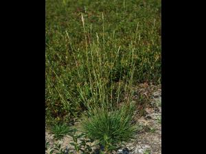 Danthonie épi(Danthonia spicata)_1