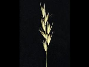 Danthonie épi(Danthonia spicata)_2