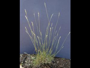 Danthonie épi(Danthonia spicata)_6