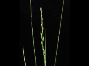 Oryzopsis piquant (Piptatheropsis pungens)_3