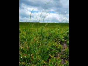 Oryzopsis Canada (Piptatheropsis canadensis)_2