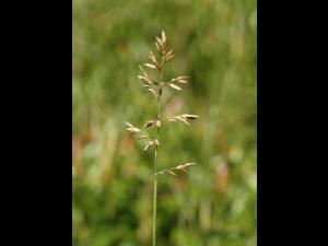 Pâturin comprimé (Poa compressa)_2