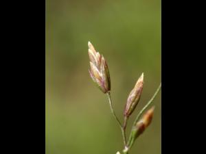 Pâturin comprimé (Poa compressa)_3