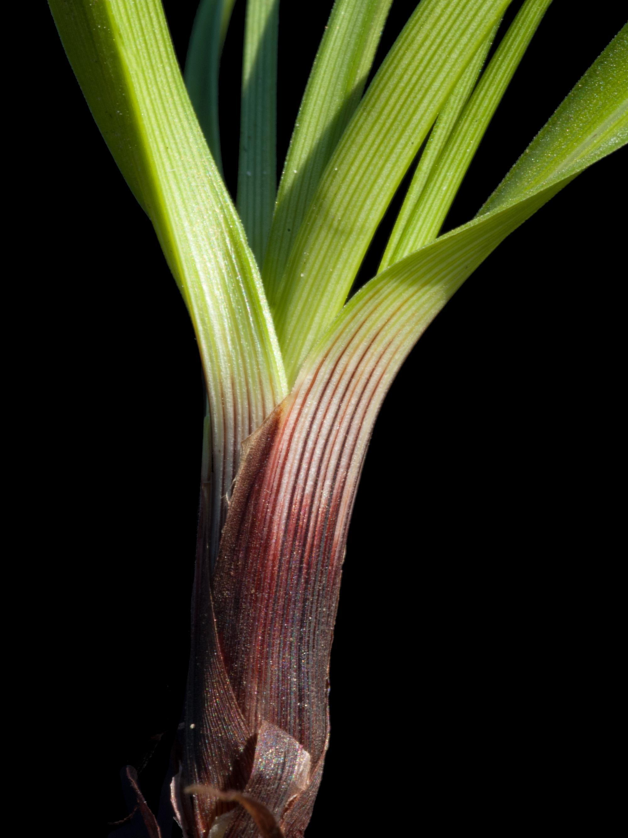 Carex fruits glabres(Carex tonsa)_4