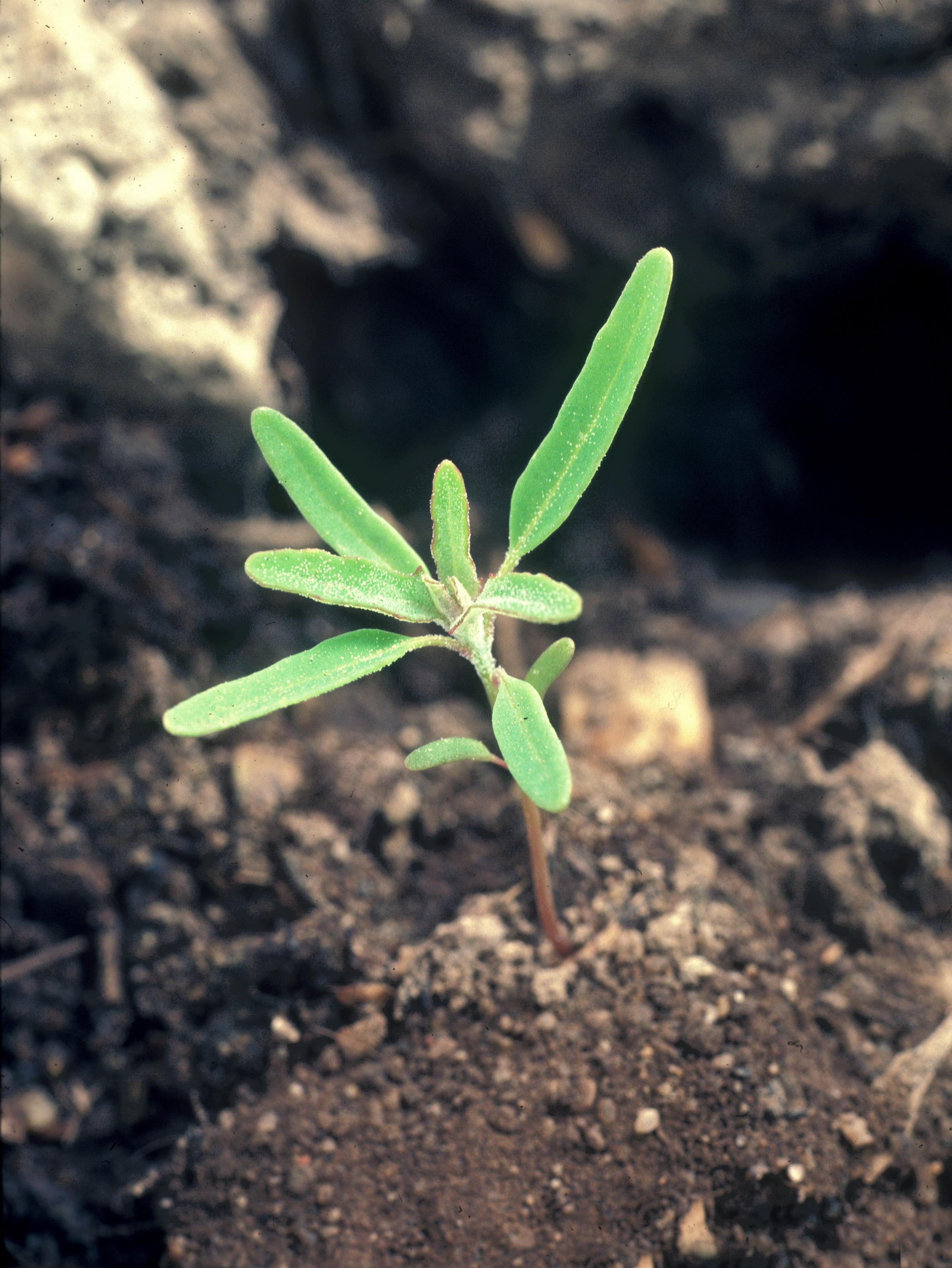 Chénopode feuilles figuier(Chenopodium ficifolium)_6