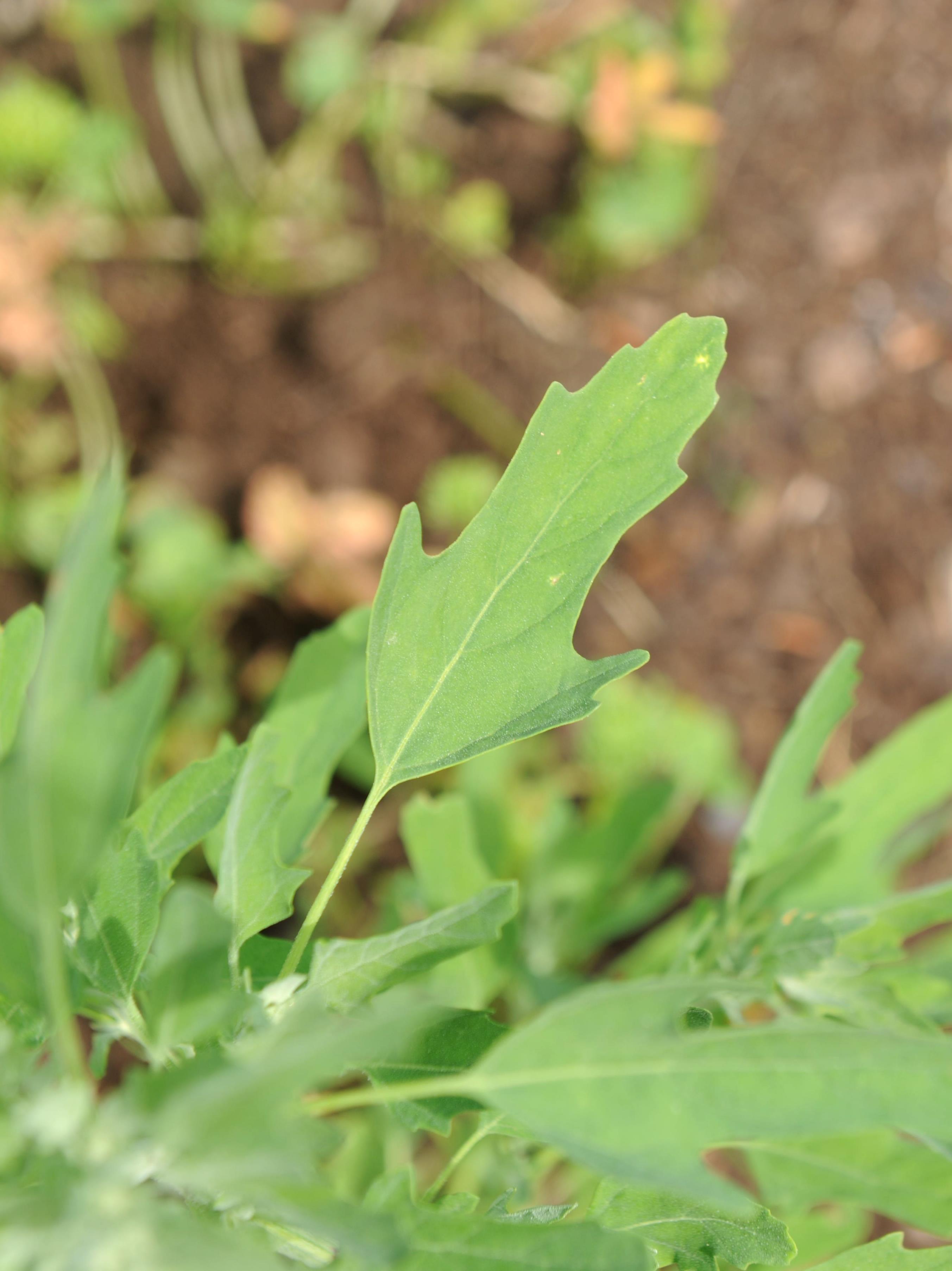 Chénopode feuilles figuier(Chenopodium ficifolium)_13