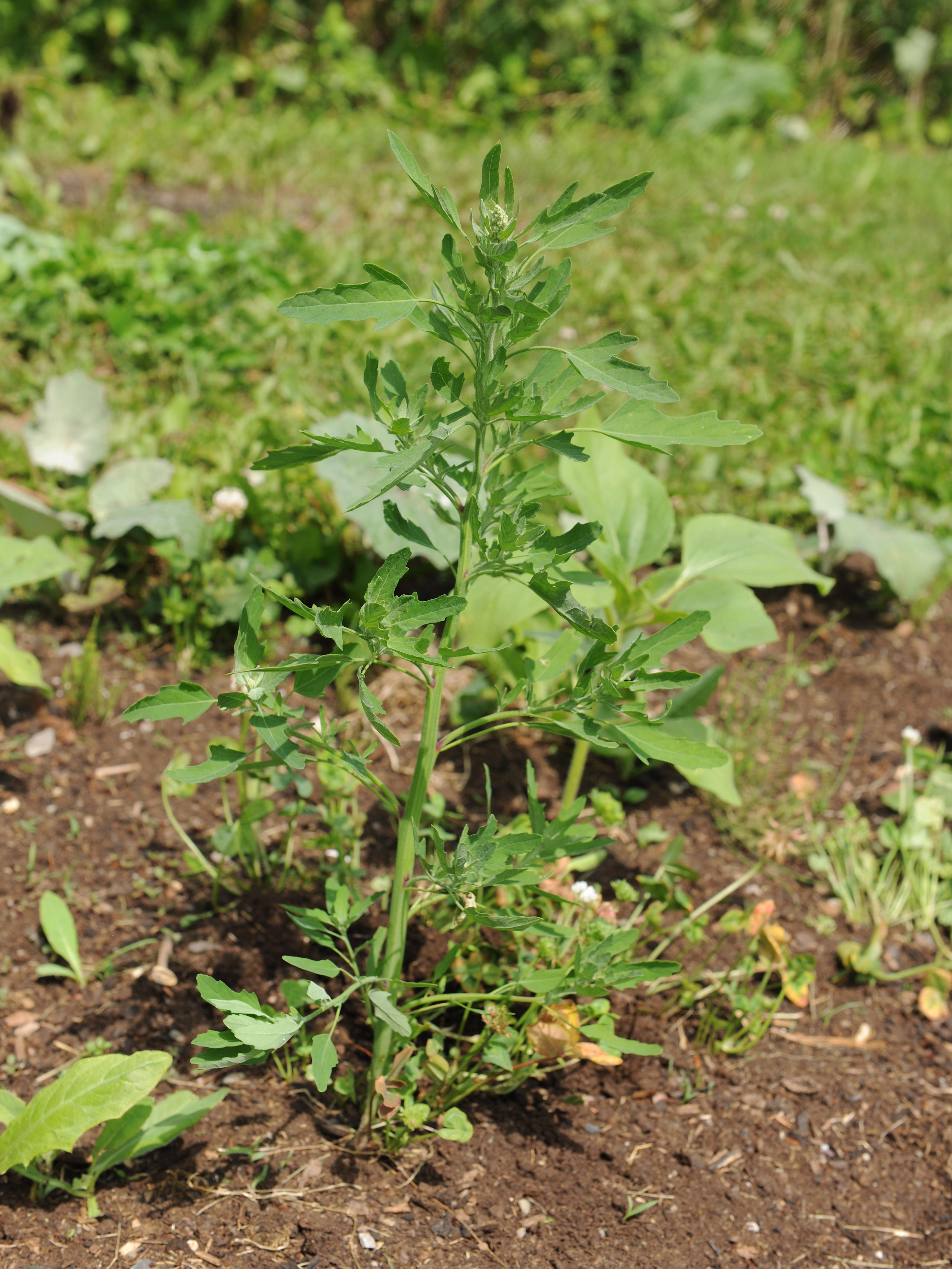 Chénopode feuilles figuier(Chenopodium ficifolium)_14