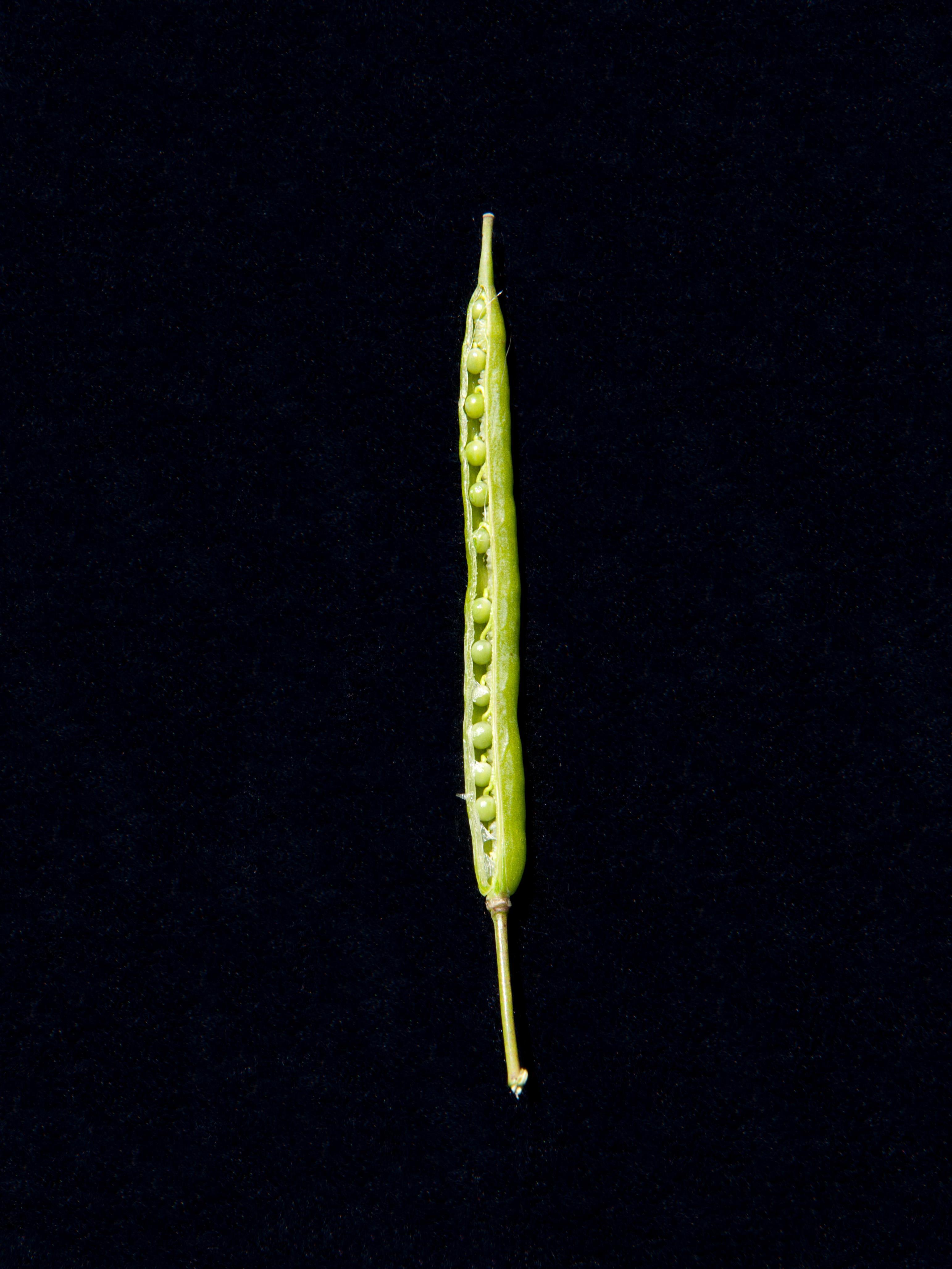 Canola(Brassica napus)_6